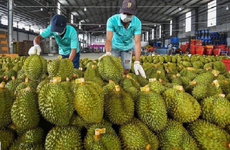 Khởi tố 17 người liên quan đường dây mua bán giấy kiểm nghiệm sầu riêng